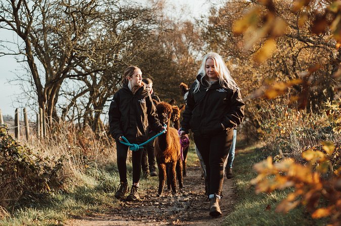 Alpaca & Donkey Trekking Experience at Wetley Moor Common - Who This Trek Suits Best (And Who Might Want a Different Plan)