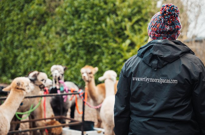 Alpaca & Donkey Trekking Experience at Wetley Moor Common - Should You Book the Wetley Moor Alpaca or Donkey Trek?