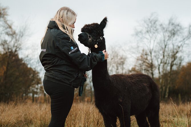 Alpaca & Donkey Trekking Experience at Wetley Moor Common - The Guide Moment: Rachel’s Role and Why It Improves Everything