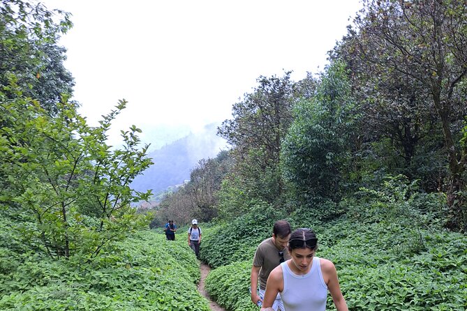 Amazing 1 Day Trekking Experience in Kathmandu Nepal - Champadevi: quick, scenic, and easy to miss if you rush