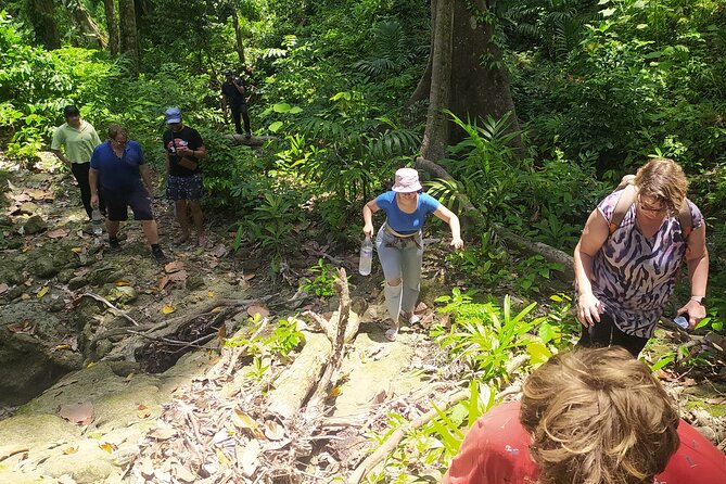 Ancient Lava Stream Trek through dense Tropical forest. - Areca Nut Plantation Time: More Than a Quick Photo Stop