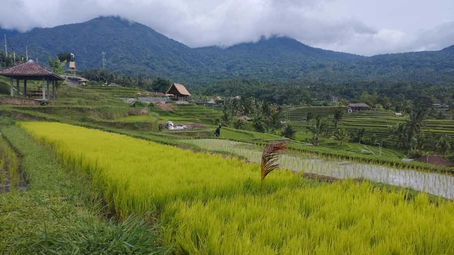 Bali: Jatiluwih Full-Day E-Bike and Trekking Tour - Who This Tour Fits Best (And Who Should Skip)