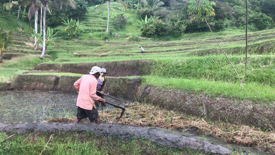Bali: Jatiluwih Full-Day E-Bike and Trekking Tour - Lunch in the Rice Terraces: More Than a Fuel Stop