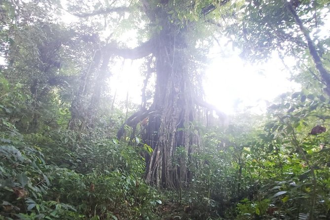Bali Jungle Trekking and Lake Canoeing Tour - Wanagiri Peak to the Buyan trek: old trees and real walking