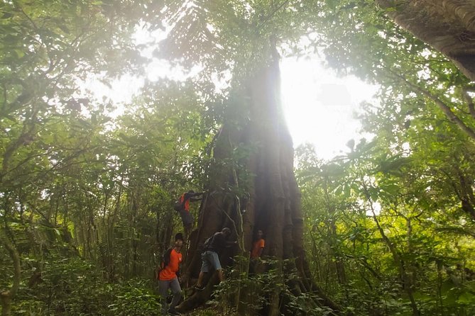 Bali Jungle Trekking and Lake Canoeing Tour - Banyumala Twin Waterfalls: your swim break and reset button