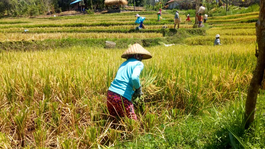 Bali: Sambangan Waterfalls Trekking, Sliding, & Jumping Trip - Price and value: does $69 make sense for a 10-hour day?