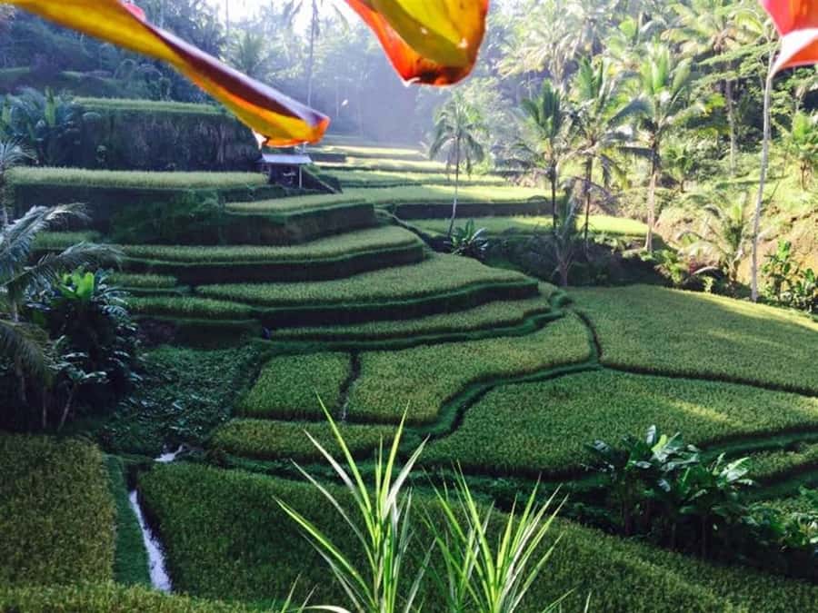 Banyumala Waterfall Trek, Bedugul and Lake Beratan Tour - Key things I’d zero in on