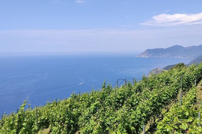BarCa Winery Cinqueterre Trekking & Wine Tasting & Pesto Class - Key highlights you shouldn’t miss