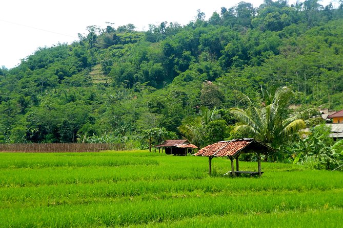 Bogor Botanical Garden & Rainforest Trekking to Hidden Waterfall - Gede Pangrango National Park Trek: Rainforest Walking with Stairs and Sweat