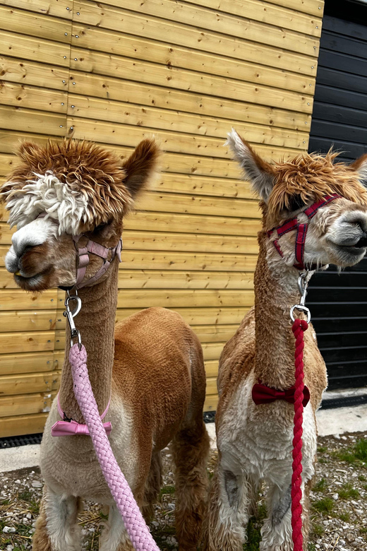Brackenfield: Alpaca Trek - After the Walk: How the Feeding Part Really Changes the Experience