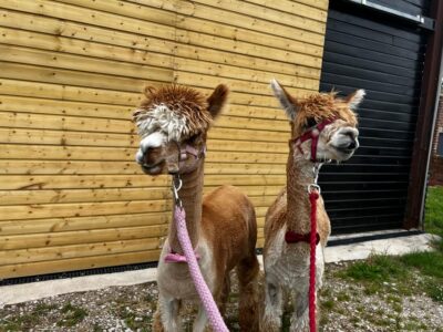 Brackenfield: Alpaca Trek - Your 90 Minutes: Barn Induction, Walking Companion, and the Amber Valley Hills