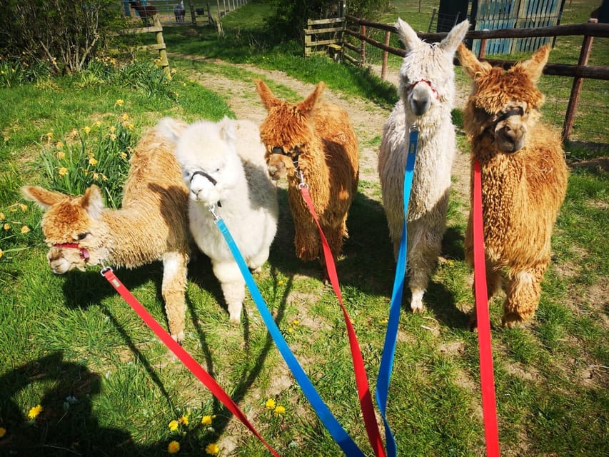 Brackenfield: Alpaca Trek - Practicalities: Where to Go, What to Wear, and How to Keep It Smooth
