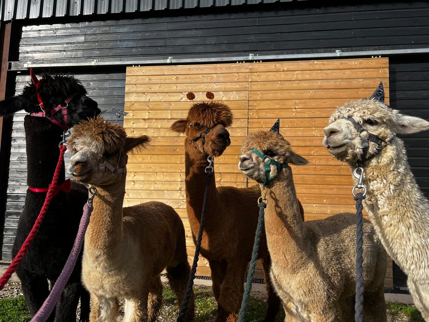 Brackenfield: Alpaca Trek - Who This Trek Suits Best (and Who Might Want a Different Plan)