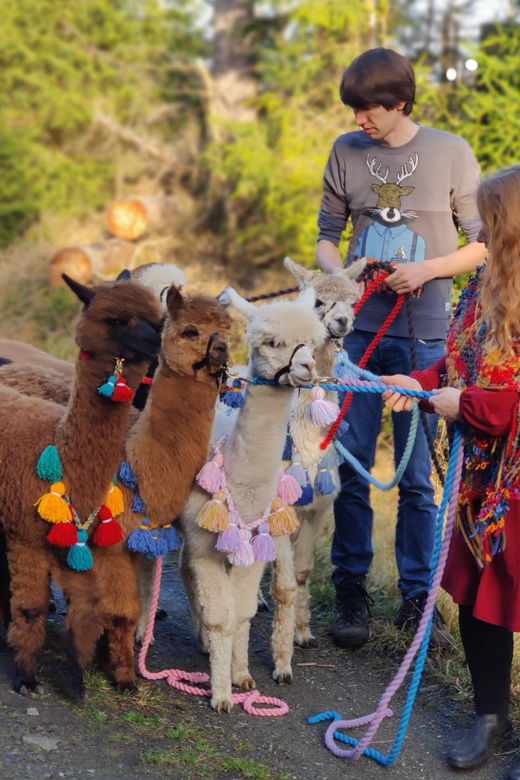 Braunschweig: Alpaca Trekking Tour - What to bring (so you don’t think about it once you arrive)