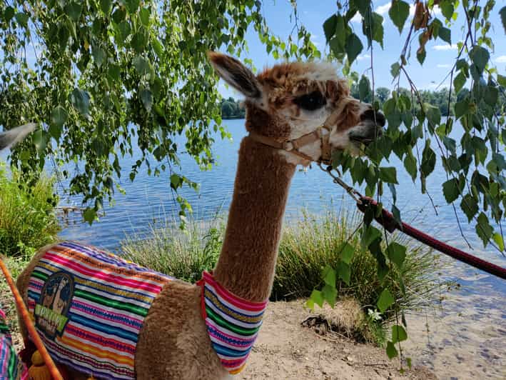 Braunschweig: Alpaca Trekking Tour - How this Braunschweig alpaca trek starts (and why the meet-up matters)