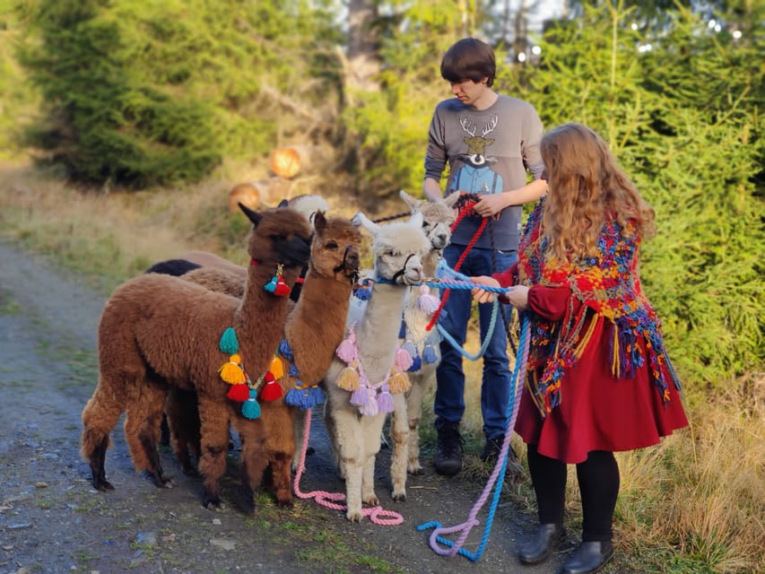 Braunschweig: Alpaca Trekking Tour - The main event: guiding an alpaca and walking the herd