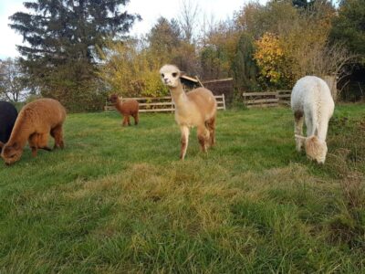 Braunschweig: Alpaca Trekking Tour - Visitor center briefing: quick safety so you can focus on the fun