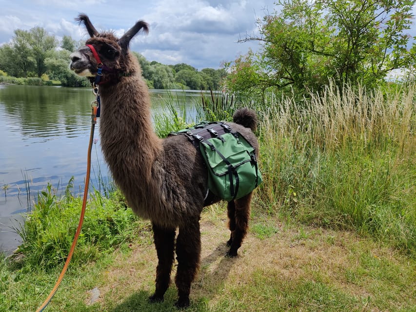Braunschweig: Alpaca Trekking Tour - Rivers, lake areas, and how the route choice changes the vibe