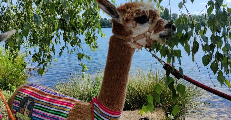 Braunschweig: Alpaca Trekking Tour - Group size and guidance style: why it feels personal