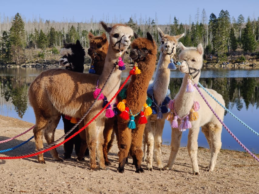 Braunschweig: Alpaca Trekking Tour - Price and value: what $69 gets you in the real world