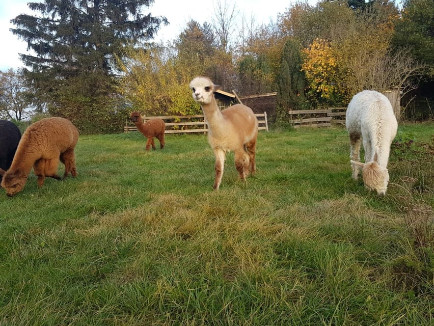 Braunschweig: Alpaca Trekking Tour - Visitor center briefing: quick safety so you can focus on the fun