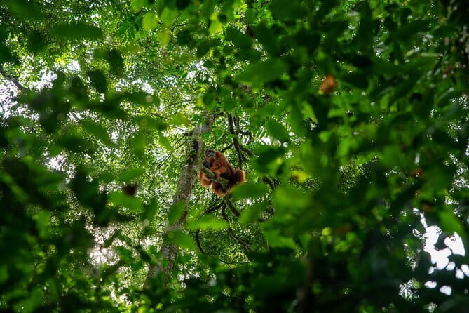 Bukit Lawang Berastagi 4 Days 3 Nights Volcano & Jungle Trekking - The driving, timing, and pacing reality check