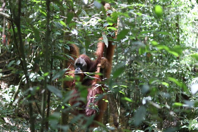 Bukit Lawang Full Day Jungle Trek - Key Things That Matter on This Jungle Trek