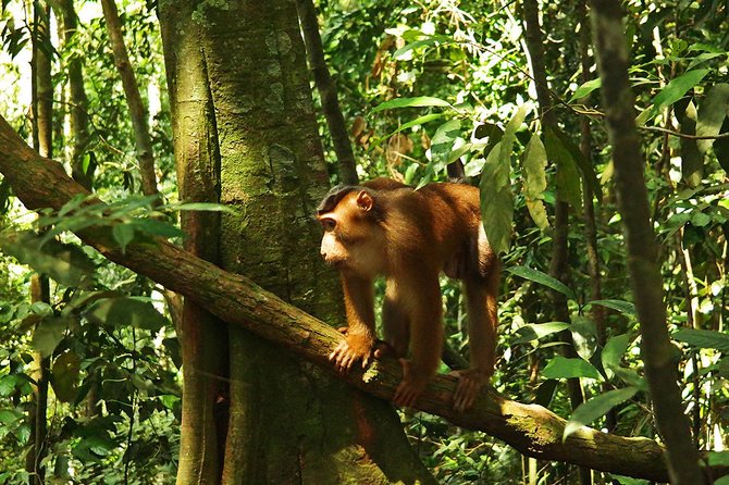 Bukit Lawang Full Day Jungle Trek - The 9:00 AM Start: How a 1-Day Trek Plays Out