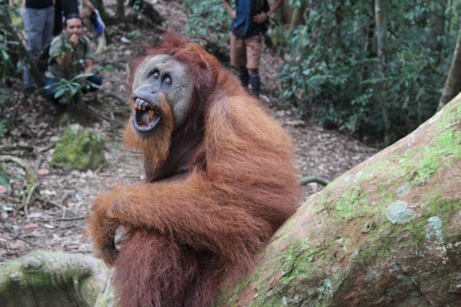 Bukit Lawang Full Day Jungle Trek - Coming Back: Walk Through Jungle or Choose River Tubing