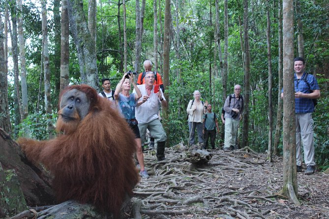 Bukit Lawang Full Day Jungle Trek - Wildlife Expectations: High Odds for Encounters, No Guarantees