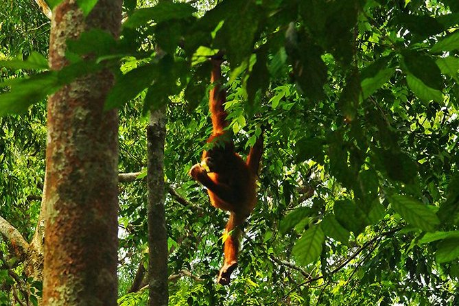 Bukit Lawang Full Day Jungle Trek - Your Guide’s Job: Finding Wildlife Without Turning It Into a Sprint