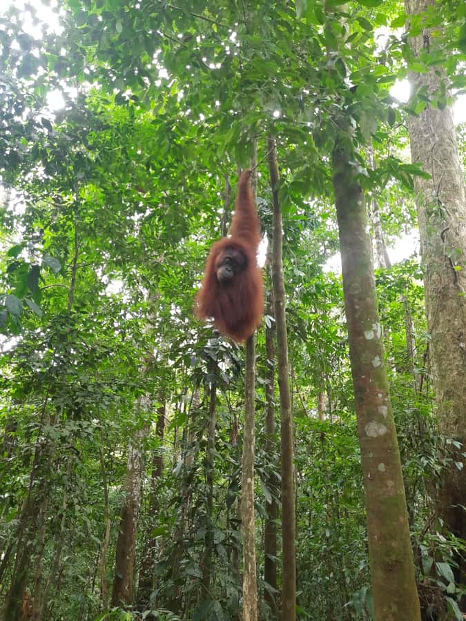 Bukit Lawang: Jungle Trekking and Rafting Day Trip - Getting from Medan to Bukit Lawang: pickup, drive time, and comfort