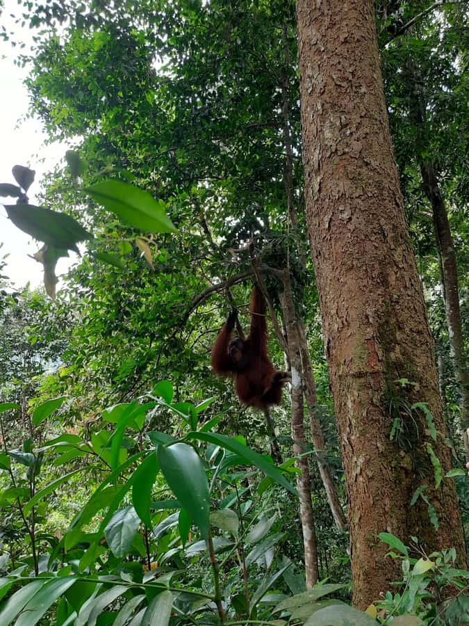 Bukit Lawang: Jungle Trekking and Rafting Day Trip - Trekking Gunung Leuser: orangutans, monkeys, and the reality of jungle walking