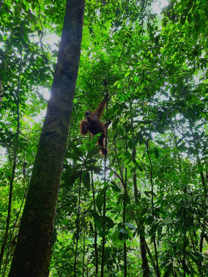 Bukit Lawang: Jungle Trekking and Rafting Day Trip - Food, fruits, and the small comforts that matter