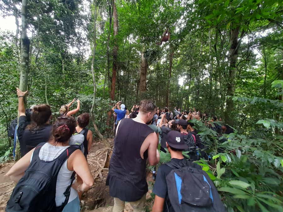 Bukit Lawang: Jungle Trekking and Rafting Day Trip - Price and value: is $172 fair for this combo day?