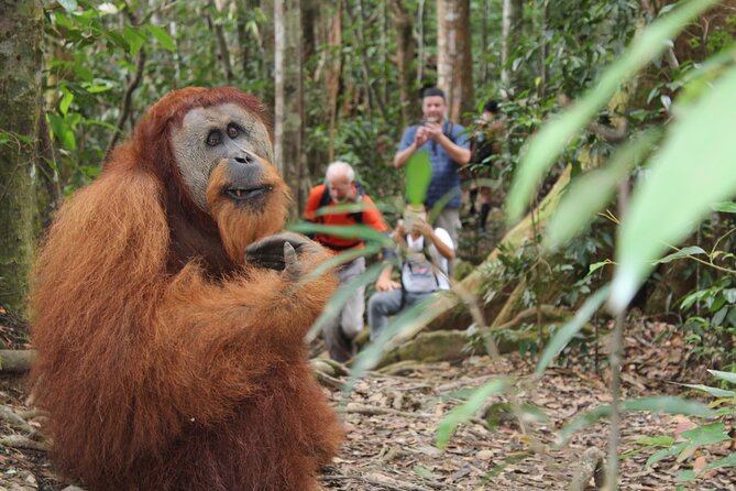 Bukit lawang tour 3days-2 night jungle trekking including rafting - Bukit Lawang and Gunung Leuser: what makes this trek worth it