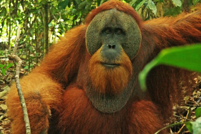Bukit lawang tour 3days-2 night jungle trekking including rafting - Day 3: short trek or camp time, plus how rafting fits in