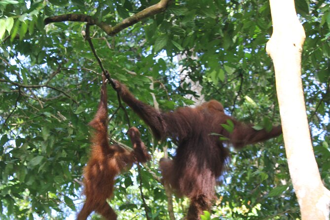 Bukit lawang tour 3days-2 night jungle trekking including rafting - Guides who actually explain the rainforest (and names to look for)