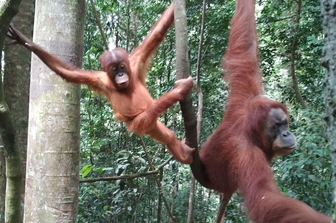 Bukit lawang tour 3days-2 night jungle trekking including rafting - Day 1 in Gunung Leuser: 5 to 6 hours of guided rainforest walking