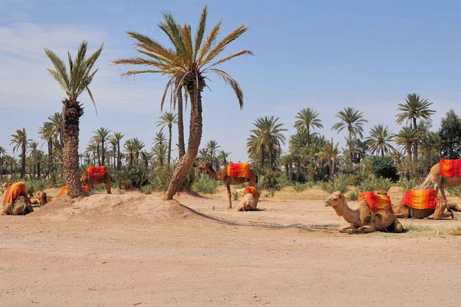 Camel Trek Around Marrakech Palmeraie - On the Camel: Clothing, Controls, and a Photo-Friendly Pace