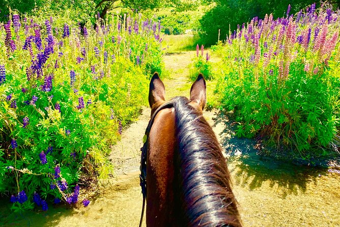 Cardrona High Country Pub Trail Horse Riding Trek (Intermediate+) - Price and value: what you’re really paying for