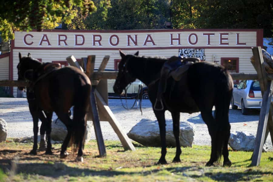 Cardrona Valley: Horse Trekking Experience - The one-on-one lesson: learning to steer and stop with real guidance