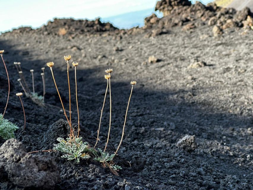 Catania: Etna Morning or Sunset Trek with Lava Tunnel & Gear - Walking Etna’s craters and lava deserts for 3 hours