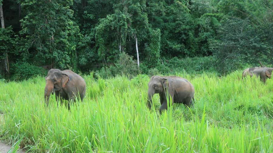 Chiang Mai: 2-Day Jungle Trek with Elephant Farm & Raft Ride - Rice Fields, Mixed Forest, and Bamboo: How the Jungle Trek Really Works