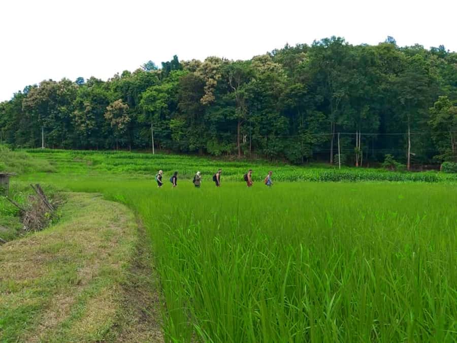Chiang Mai: 2-Day Jungle Trek with Elephant Farm & Raft Ride - Second-Day Bamboo Rafting and Water Time: When Weather Changes the Plan