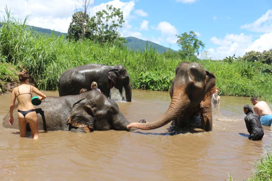 Chiang Mai: 2 Days, 1 Night Non-Tourist Trek - Elephant care and the ethical vibe: what to look for on the ground