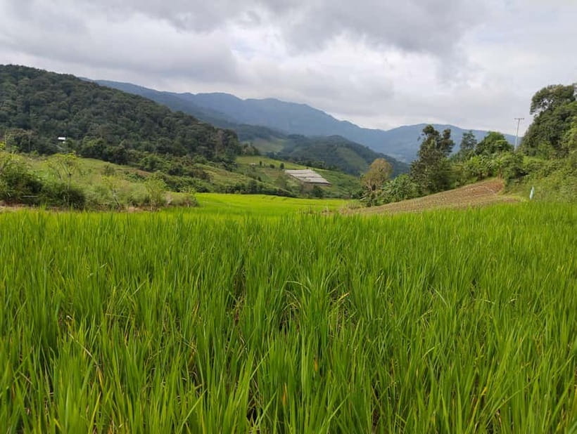 Chiang Mai Authentic Trekking - Why Chiang Mai’s Countryside Trek Feels More Honest Than a City Tour
