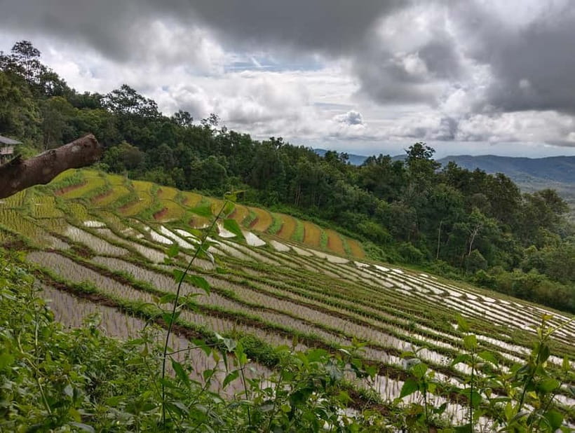Chiang Mai Authentic Trekking - Forest Lunch at the Right Time: Fuel for Views, Not a Rushed Picnic
