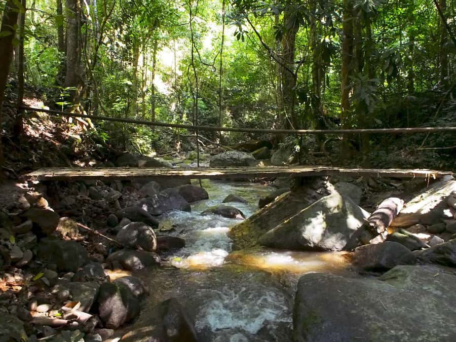 Chiang Mai: Chiang Dao Caves and Jungle Trek with Lunch - Key highlights worth planning for