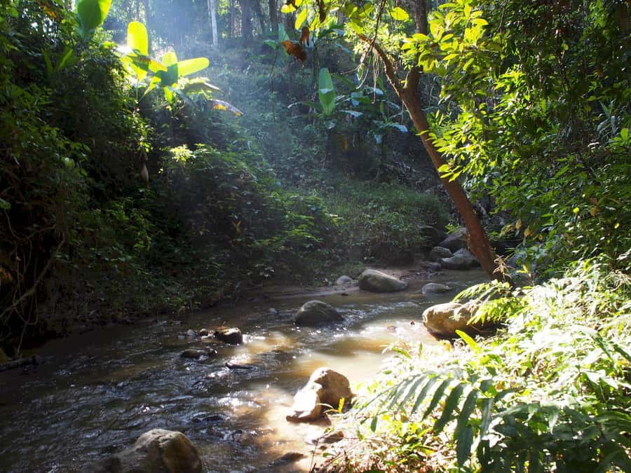 Chiang Mai: Chiang Dao Caves and Jungle Trek with Lunch - Hot springs with a real break: about 45 minutes